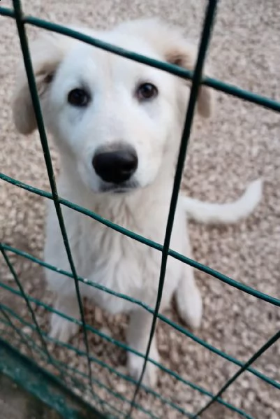 adotta il dolcissimo twister | Foto 0