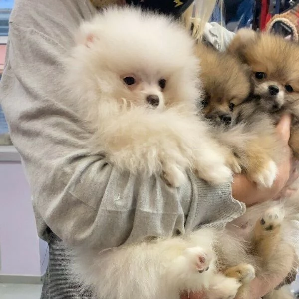 cuccioletto di spitz pomerania 70 giorni 
