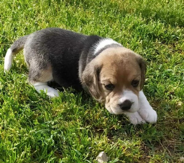 beagle elisabetian di tre mesi da salottino 