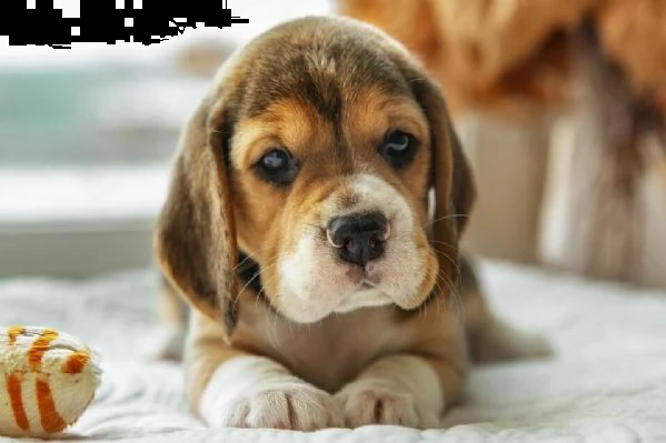 disponiamo cuccioletti di beagle