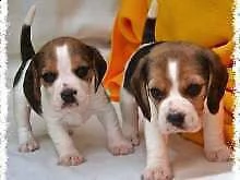 beagle elisabettiano