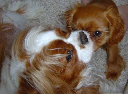 vendita cucciolo cuccioli di bulldog francesi