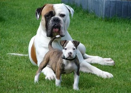 regarlo pit bull cuccioli | Foto 0