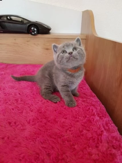 cuccioli disponibili di british blue