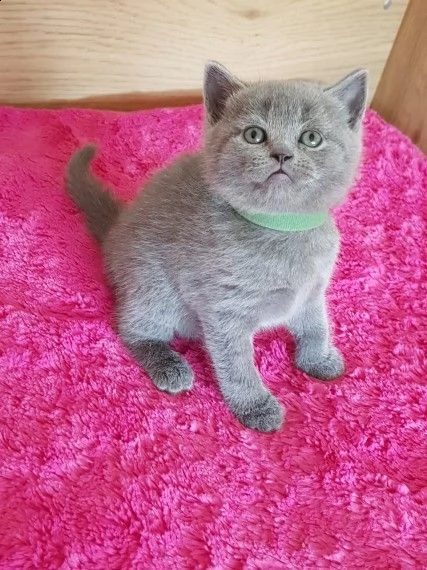 cuccioli disponibili di british blue | Foto 0