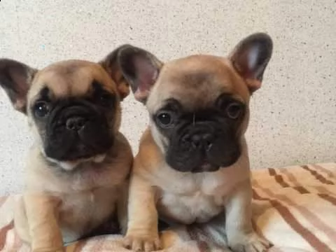 abbiamo=bulldog francese, di due mesi