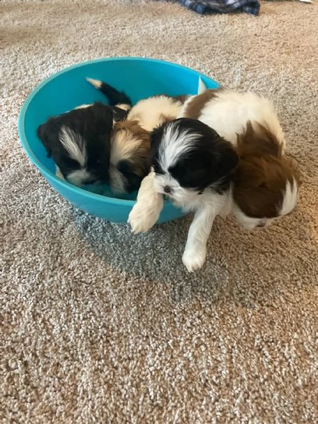  regalo cuccioli di shitzu e-mail  (marieiris783[at]gmail[.com]) grazi meraviglioso il musetto degli shih