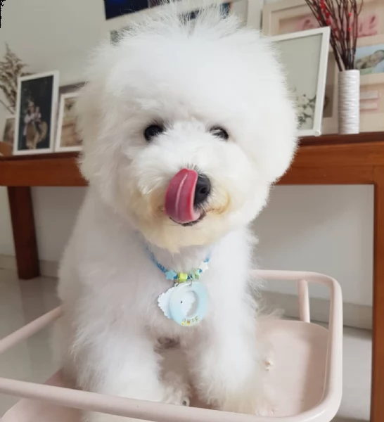 meravigliosa cucciola di bichon frise | Foto 0