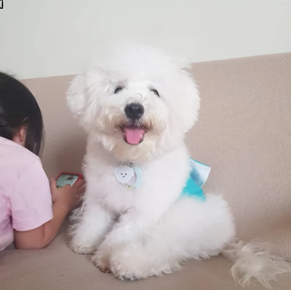 meravigliosa cucciola di bichon frise