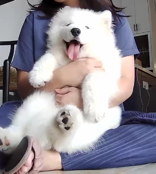 cuccioli samoiedo disponibili | Foto 1