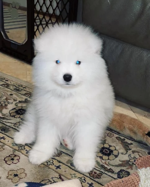cuccioli samoiedo disponibili