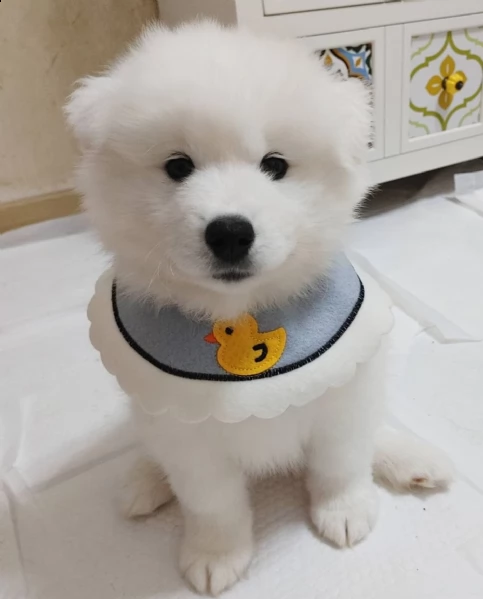 cuccioli samoiedo disponibili | Foto 0