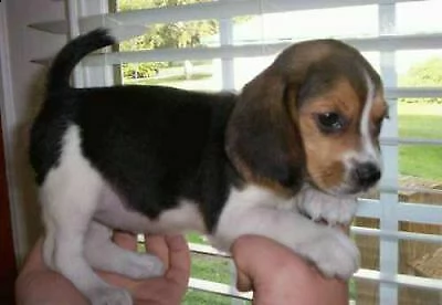 attenzione dei cuccioletti di beagle, di 90