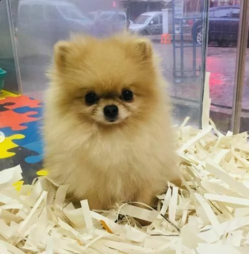 cuccioli di spitz di pomerania 