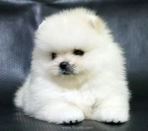 cuccioletto di spitz di pomerania mini toy