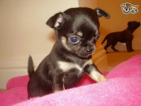 cuccioletti pincher chihuahua toy 