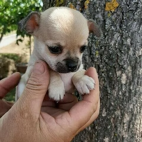 pincher-chihuahua mini toy