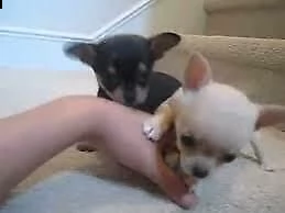 pincher chihuahua toy maschio e femmina
