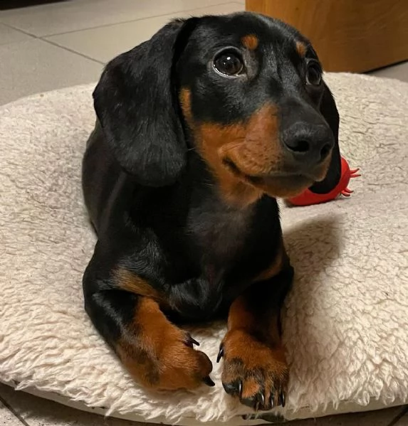 regalo bassotto cuccioli (maschio e femmina) bellissimi cuccioli di bassotto, maschio e femmina, si 
