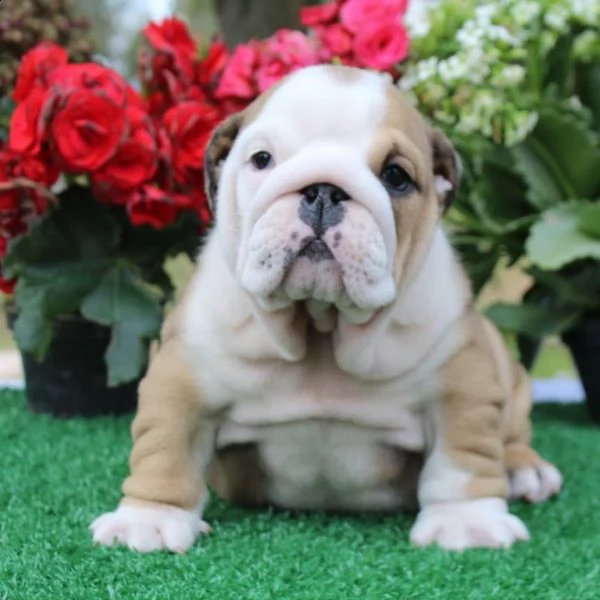cuccioli inglese bulldog disponibili per adozione cuccioli disponibili bulldog inglese cuccioli disp