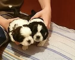 disponiamo cucciolotti di shitzu di 90 giorni