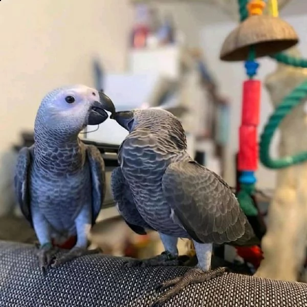 grigio africano in adozione