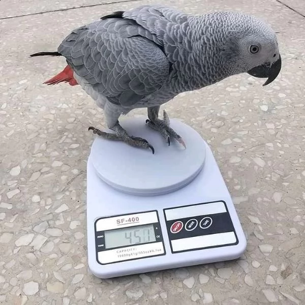 grigio africano in adozione