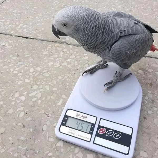 grigio africano in adozione | Foto 0