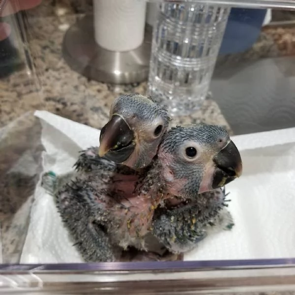 grigio africano in adozione