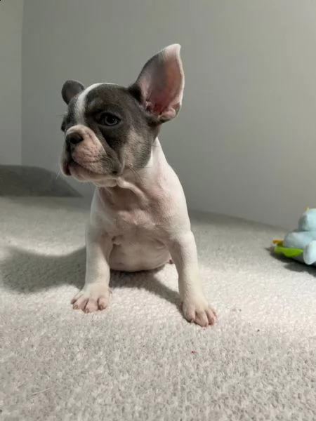 regalo bulldog francese. regalo bulldog francese.regalo bulldog francese. disponiamo di cuccioli bul