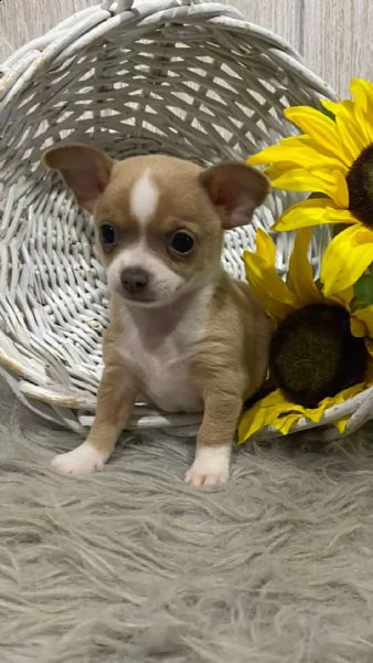 chihuahua cuccioli introvabili cuccioli di chihuahua intelligenti e dolcissimi attaccati al padrone 