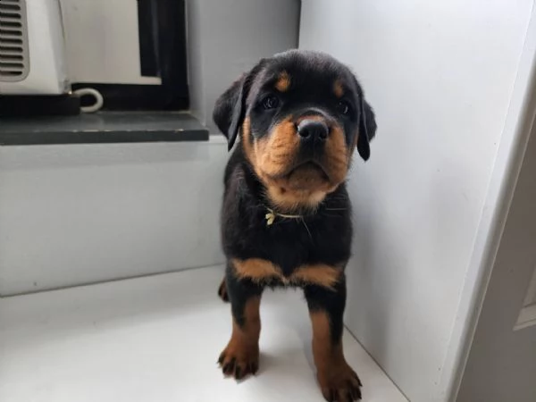   rottweiler cuccioli introvabili cuccioli di rottweiler intelligenti e dolcissimi attaccati al padr