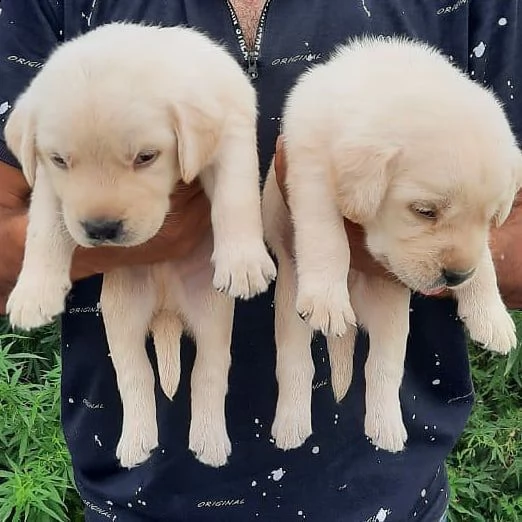 labrador in adozione | Foto 0