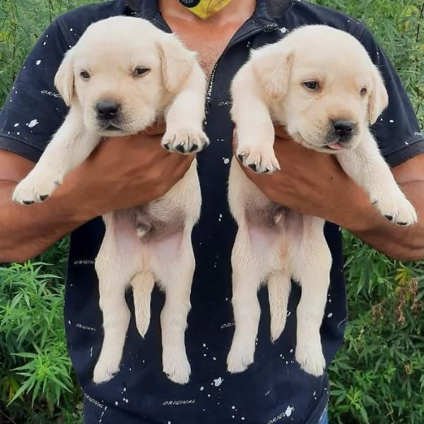 labrador in adozione