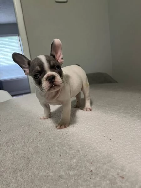  regalo meravigliosi cuccioli di bulldog francese  casa cresciuto, salute garantita, vasino addestra