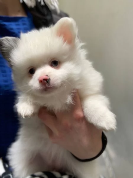  bellissimi cuccioli di volpino pomerania e-mail  (marieiris783[at]gmail[.com]) bellissimi cuccioli di vo