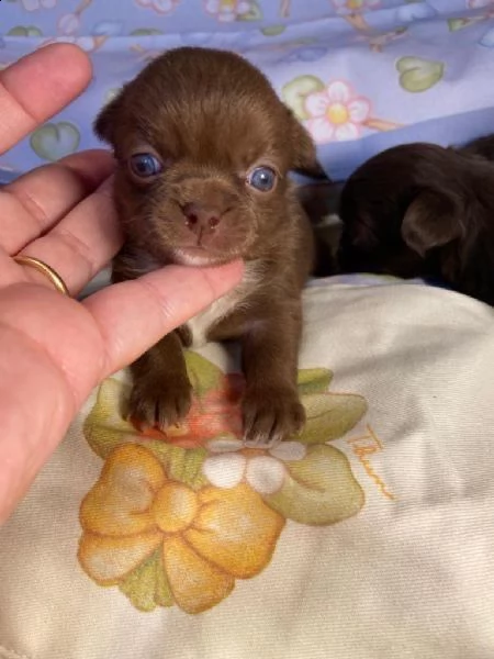 regalo chihuahua 