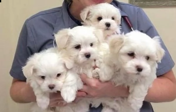 cuccioli di maltese toy (800€)