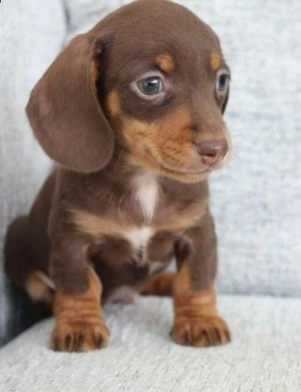 regarlo bassotto cuccioli bellissima cucciolata cerca nuova famiglia, 4 maschi e 3 femmina, 60 gg, t