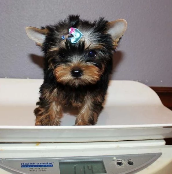 yorkshire cuccioli per l'adozione bellissima cucciolata cerca nuova famiglia, 4 maschi e 3 femmina, 