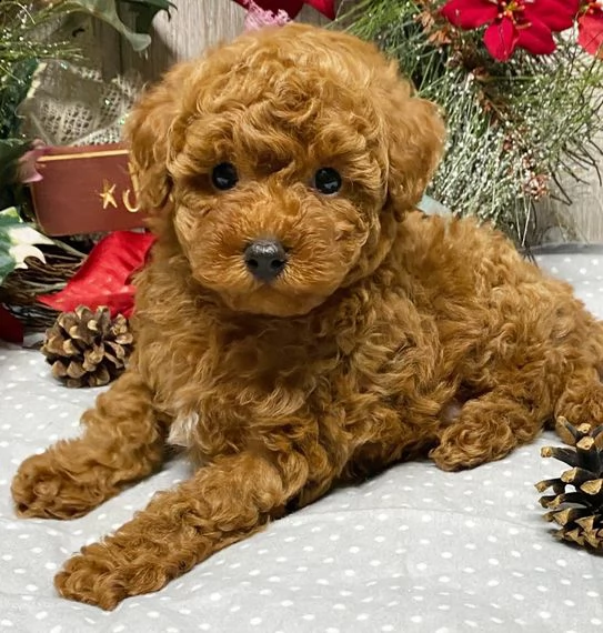 bassotto cuccioli per l'adozione
