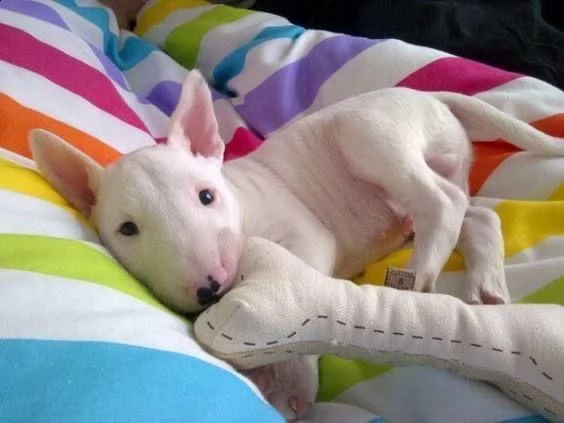  cuccioli di bull terrier femminucce e maschietti disponibili per l'adozione gratuita i cuccioli son