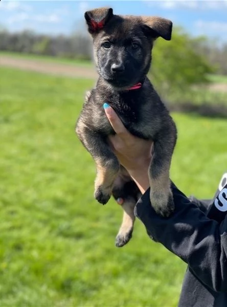 regalo pastore tedesco cuccioli meravigliosi ! 