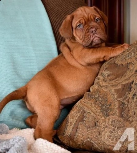 regalo bellissimi maschi e femmine dogue de bordeaux cuccioli abbiamo disponibili cuccioli di dogue 