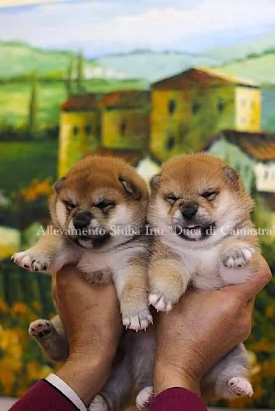 Meravigliosi cuccioli di Shiba inu | Foto 1