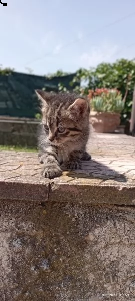 regalo gattini  | Foto 3