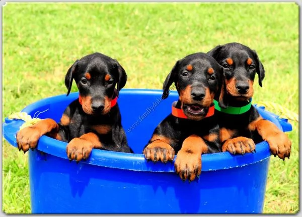 cucciolini di dobermann disponibili
