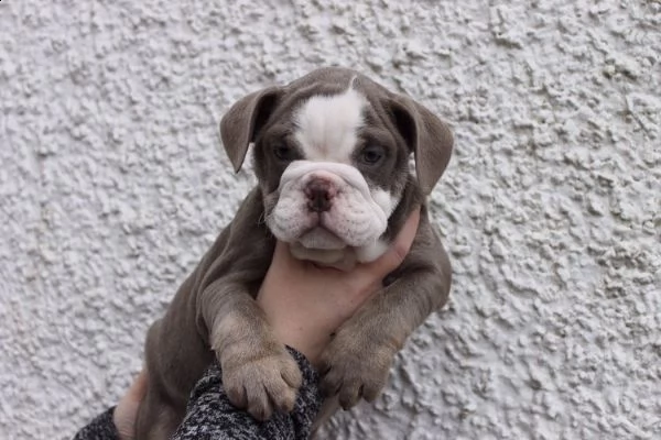bulldog inglese cuccioli per l'adozione bellissima cucciolata cerca nuova famiglia, 4 maschi e 3 fem
