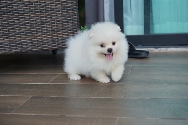 vendita cucciolo spitz tedesco nano, volpino della pomerania toy | Foto 1