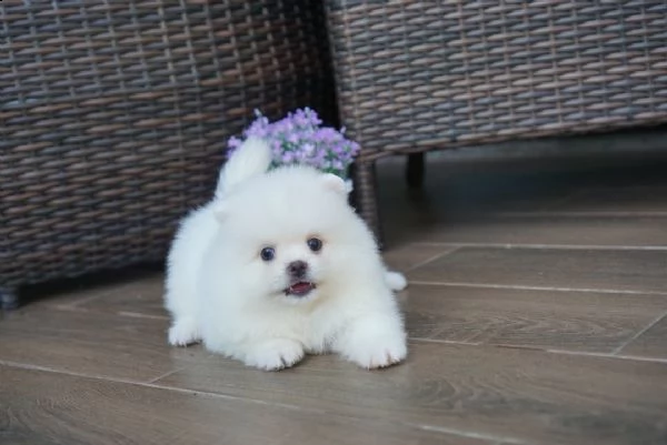 vendita cucciolo spitz tedesco nano, volpino della pomerania toy | Foto 0